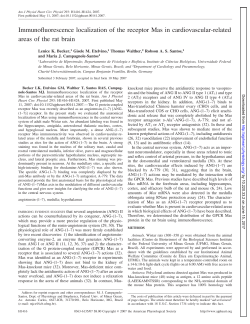 Immunofluorescence localization of the receptor Mas in
