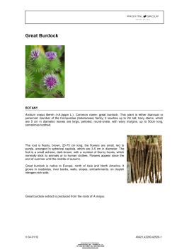 Great Burdock
