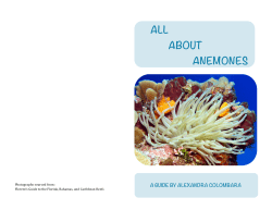 Caribbean Sea Anemone printable guide booklet