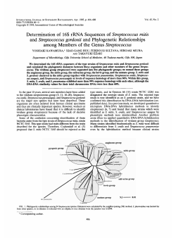Determination of 16s rRNA Sequences of Streptococcus mitis and
