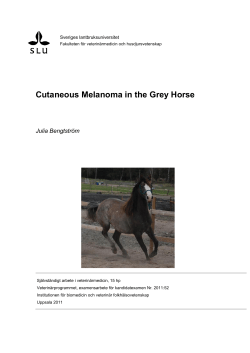 Cutaneous Melanoma in the Grey Horse