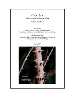 Cat`s claw - Hawaiian Ecosystems at Risk project (HEAR)
