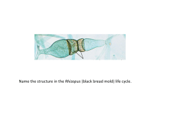 Name the structure in the Rhizopus (black bread mold) life cycle.