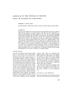 lamellae in the spindle of mitotic cells of walker ~56