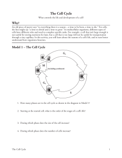 The Cell Cycle