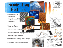 G hollow bones w/struts contour/flight feathers