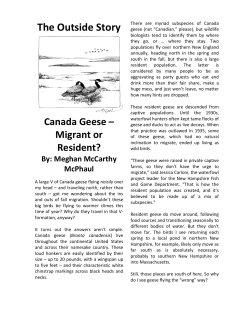 The Outside Story Canada Geese