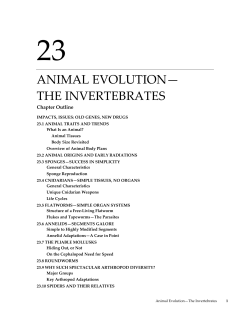 animal evolution&mdash; the invertebrates