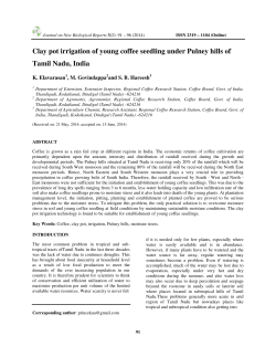 Clay pot irrigation of young coffee seedling under