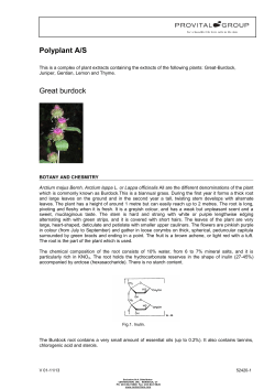Polyplant A/S Great burdock