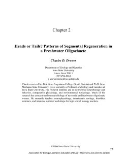 Patterns of Segmental Regeneration in a Freshwater Oligochaete