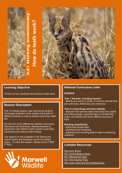 KS 1 Working Scientifically: How d o teeth w ork?