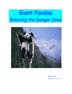 Giant Pandas