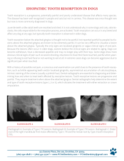 Idiopathic Tooth Resorption in Dogs Client