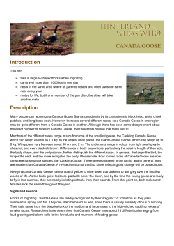 Canada Goose EN
