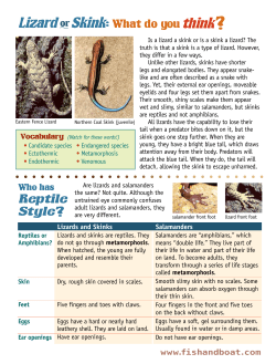 Lizard or Skink: What do you think?