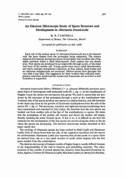 An Electron Microscope Study of Spore Structure and
