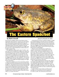 The Eastern Spadefoot - Fish and Boat Commission