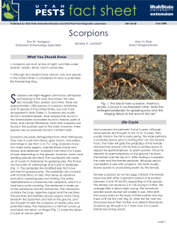 Scorpions - Wild Aware Utah