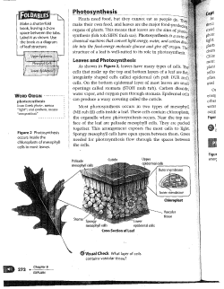 272 o Plants need food, but they cannot eat as people do. make