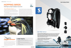The rockhopper penguin