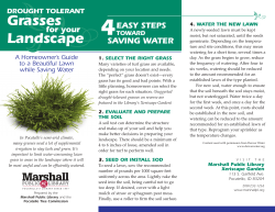 Drought Tolerant Grasses for Your Landscape