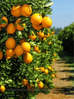 Citrus Greening - Bayer research Magazine
