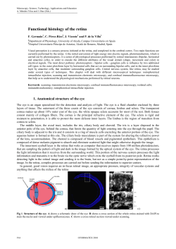 Functional histology of the retina