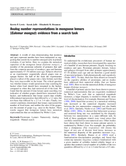 Analog number representations in mongoose lemurs (Eulemur