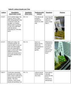 Table #1: Lettuce Growth over Time Lettuce Quantitative