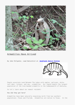 Armadillos Have Arrived - Land Between the Lakes National