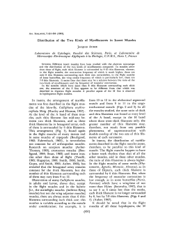 Distribution of the Two Kinds of Myofilaments in Insect Muscles