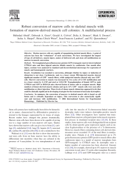 Robust conversion of marrow cells to skeletal muscle with formation