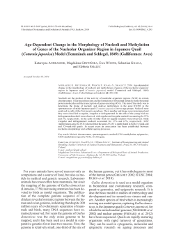 Age-dependent change in the morphology of nucleoli