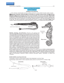 Order GASTEROSTEIFORMES SYNGNATHIDAE