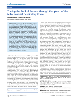 Tracing the Trail of Protons through Complex I of the Mitochondrial