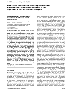 Perinuclear, perigranular and subplasmalemmal mitochondria have