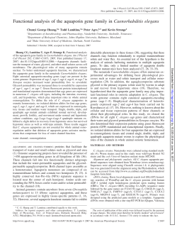 Functional analysis of the aquaporin gene family in - AJP-Cell