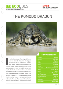 The Komodo dragon - L`arche photographique