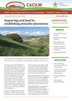 Improving arid land by establishing pistachio plantations