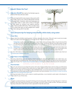 Should I Water the Tree? Here are some tips for