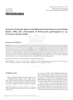 Structure of Organic Spines in the Rhizarian Protist Belonocystis
