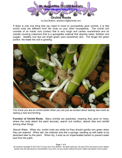 Orchid Roots - St. Augustine Orchid Society