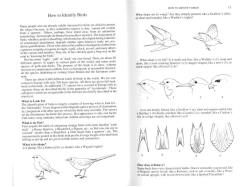 Bird_Identification