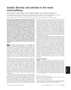 Genetic diversity and selection in the maize starch pathway