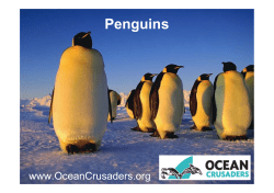 11th Lesson Penguins