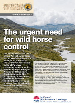 The urgent need for wild horse control