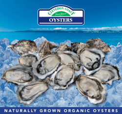 naturally grown organic oysters