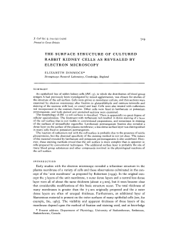 the surface structure of cultured rabbit kidney cells as revealed by