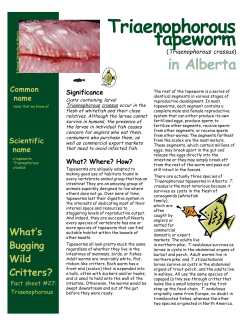 Triaenophorous Tapeworm in Alberta